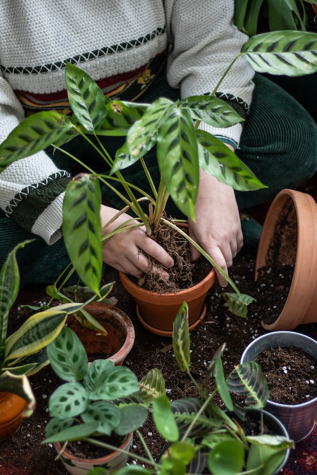 comment rempoter une plante